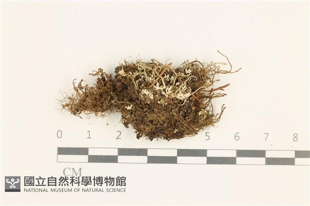 登錄號:B00019575藏品圖，第1張