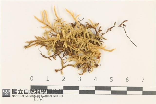 登錄號:B00009575藏品圖，第1張