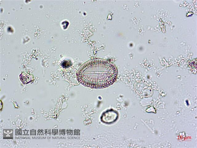 登錄號:A00004575藏品圖，第4張