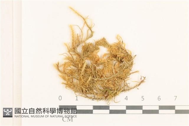 登錄號:B00015575藏品圖，第1張