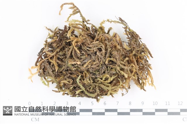 毛扭蘚藏品圖，第1張
