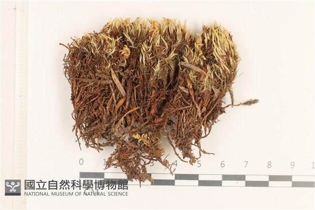 登錄號:B00012475藏品圖，第1張