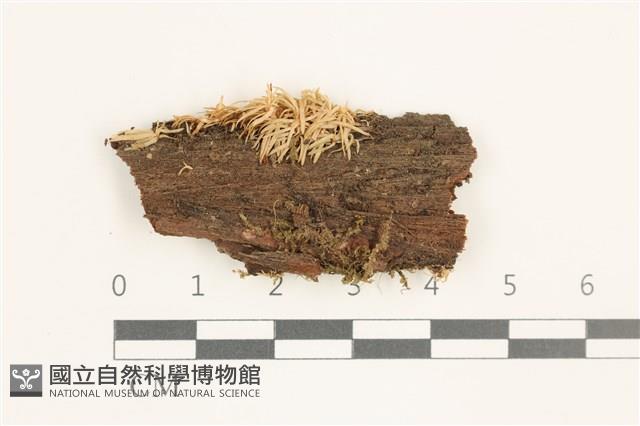 登錄號:B00019475藏品圖，第1張