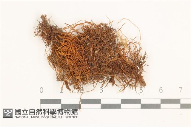 登錄號:B00000475藏品圖，第1張