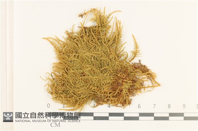登錄號:B00013475藏品圖，第1張