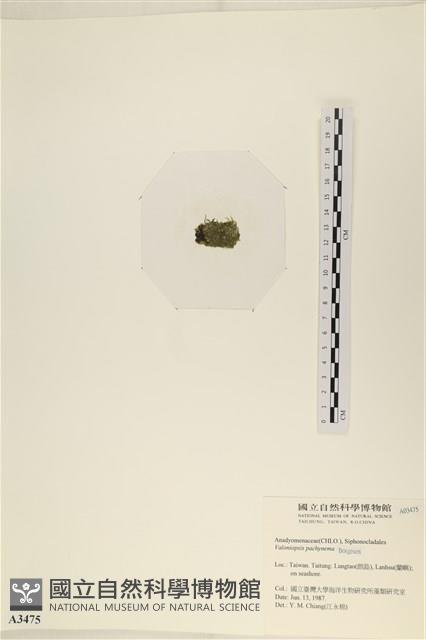 指枝藻藏品圖，第3張