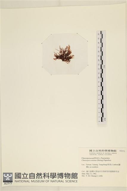 小毛孢藻, 小鹿角苔藏品圖，第3張