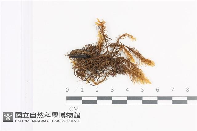 山羽蘚藏品圖，第1張