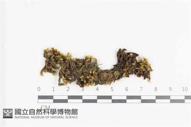 登錄號:B00011375藏品圖，第1張