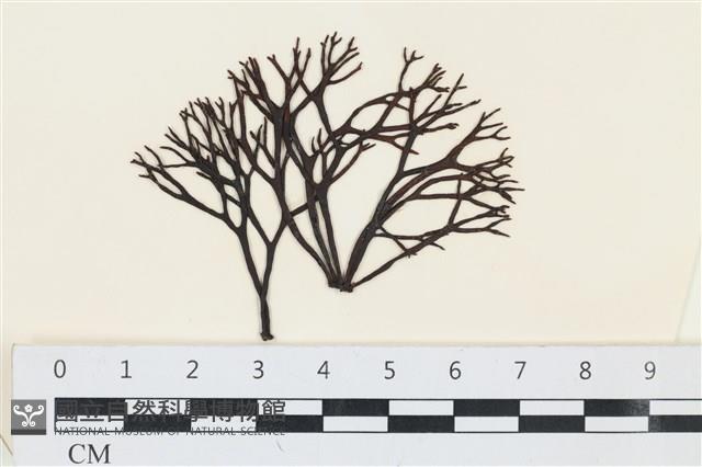 石牙藻, 石牙菜, 鐵釘菜藏品圖，第1張