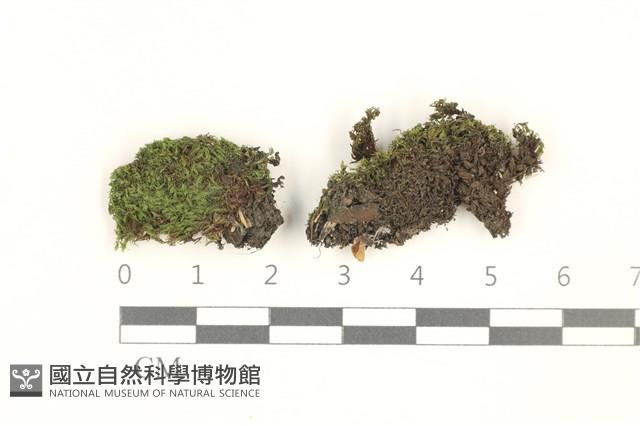 那霸短月蘚藏品圖，第1張