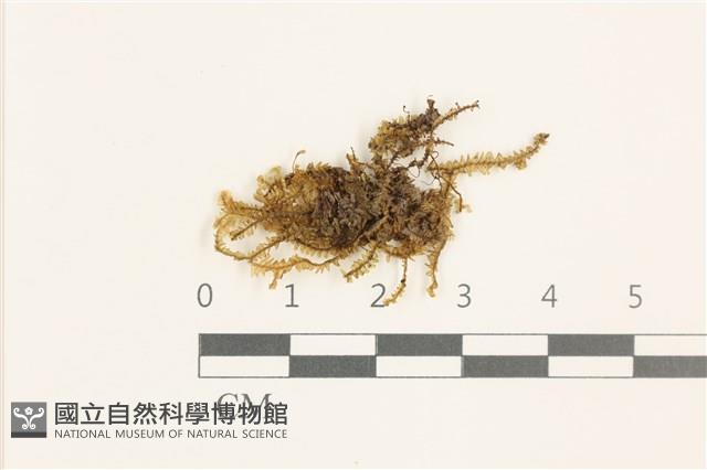 館號:B00019615藏品圖，第1張