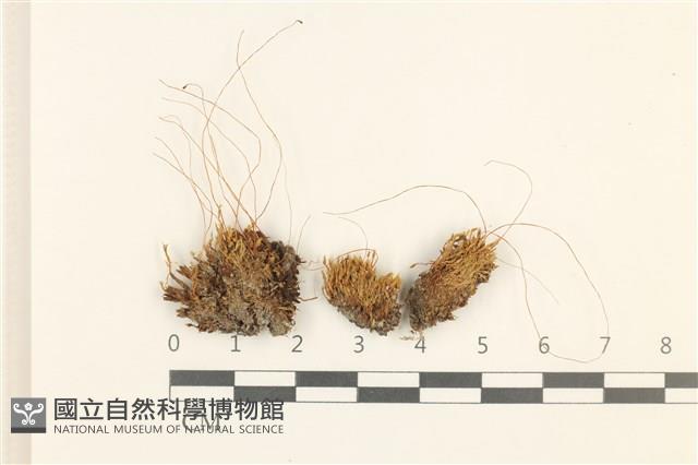 登錄號:B00009615藏品圖，第1張