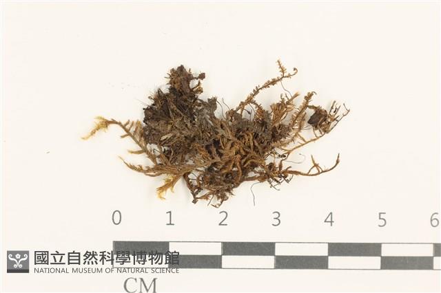 登錄號:B00014615藏品圖，第1張