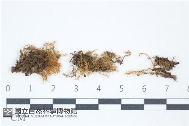 登錄號:B00004615藏品圖，第1張