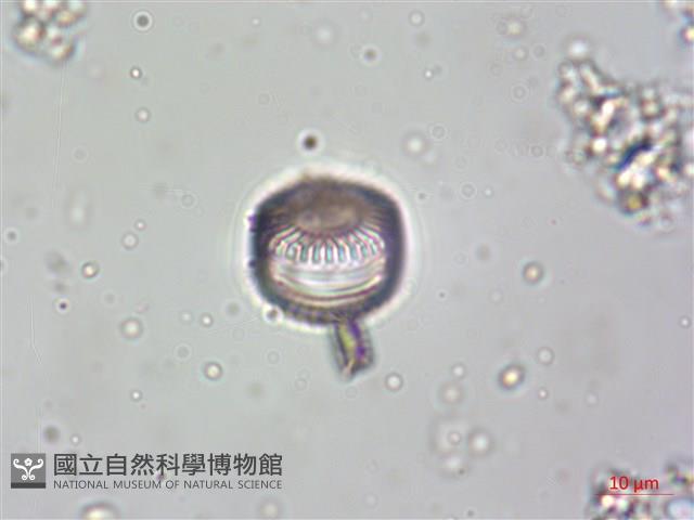 登錄號:A00004615藏品圖，第4張