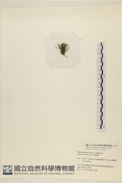 偏列羽藻藏品圖，第3張
