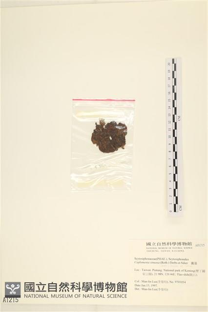 袋苔, 囊藻藏品圖，第3張
