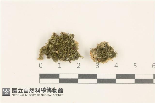 刺葉護蒴苔藏品圖，第1張