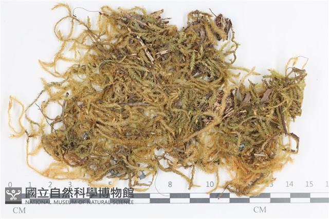 大灰氣蘚藏品圖，第1張