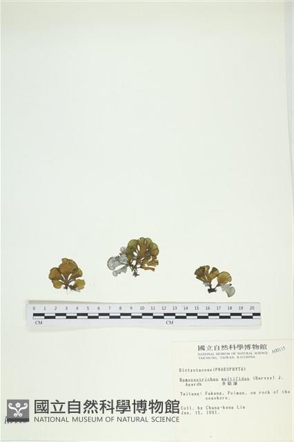 多扇藻藏品圖，第1張