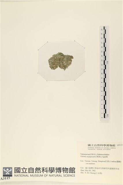 法囊藻藏品圖，第3張