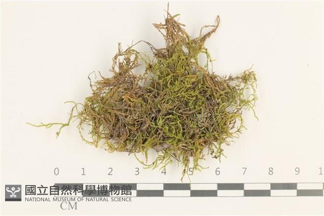 長肋青蘚藏品圖，第1張