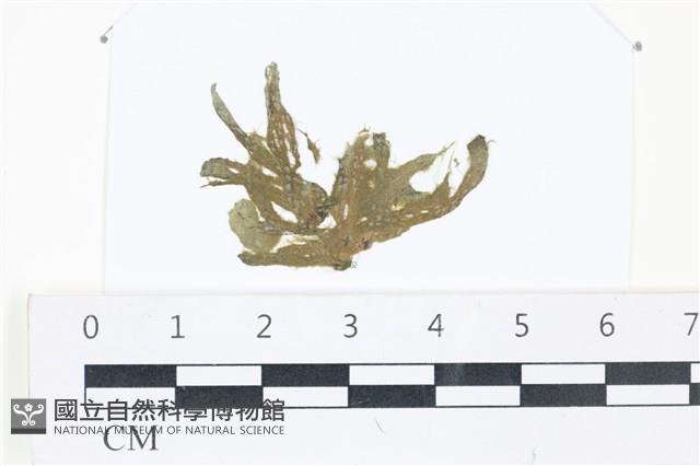 登錄號:A00002515藏品圖，第1張