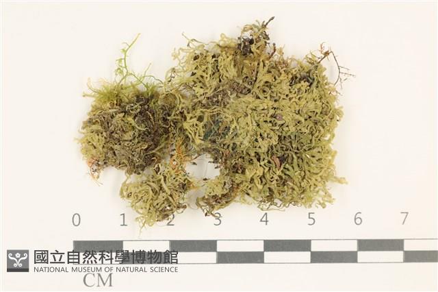 毛擬叉苔藏品圖，第1張