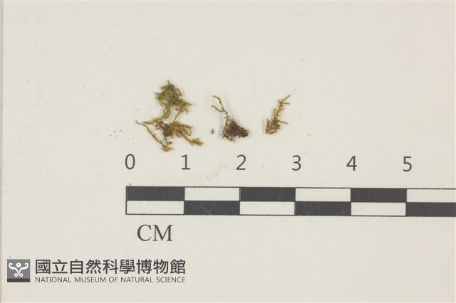 登錄號:B00009515藏品圖，第1張