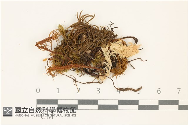 卷葉苔藏品圖，第1張