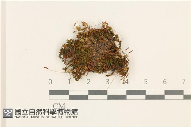 登錄號:B00015515藏品圖，第1張