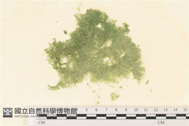 布氏藻藏品圖，第1張