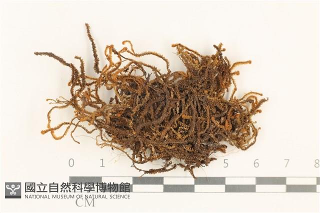 齒邊廣萼苔藏品圖，第1張