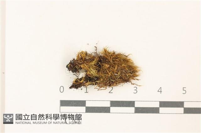 曲尾蘚科藏品圖，第1張