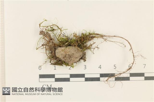 登錄號:B00017415藏品圖，第1張