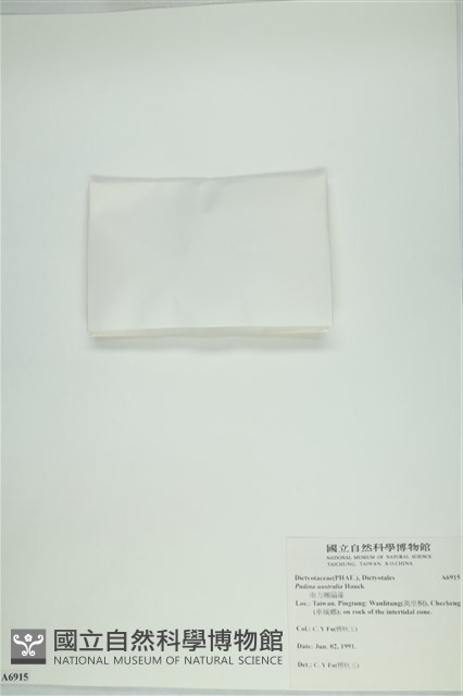 南方團扇藻藏品圖，第3張
