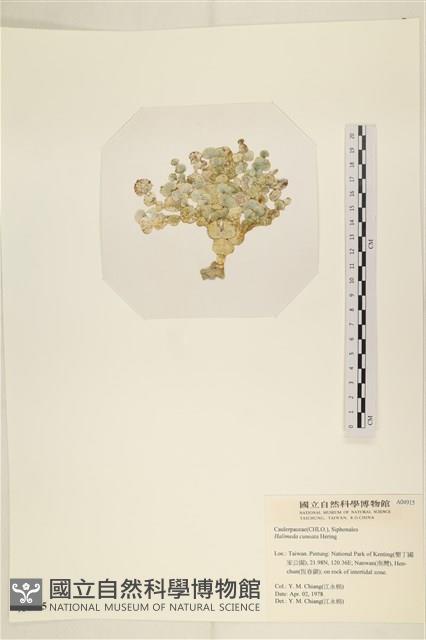 登錄號:A00004915藏品圖，第3張