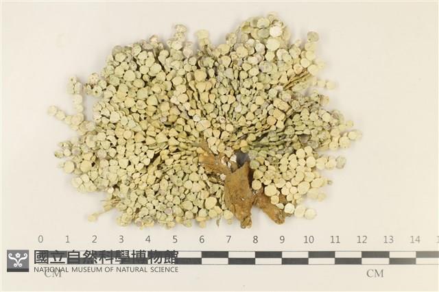 仙掌藻, 海仙人掌藏品圖，第1張