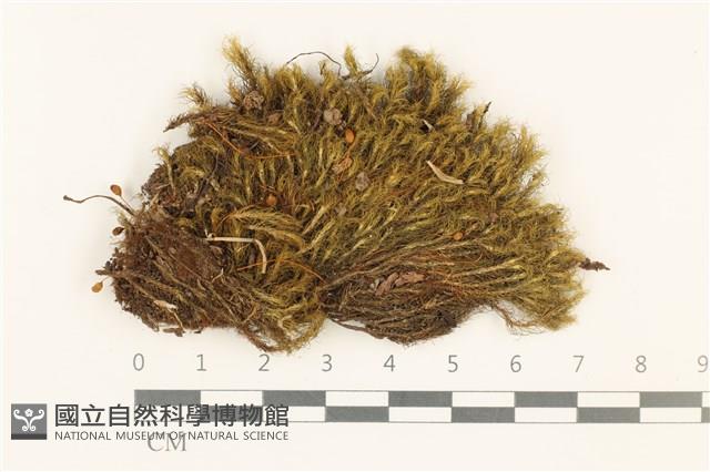 梨蒴珠蘚長形變種藏品圖，第1張