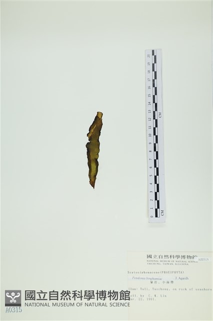 葉苔, 小海帶藏品圖，第3張