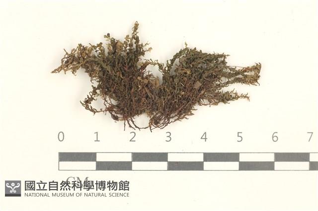 圓葉真蘚藏品圖，第1張