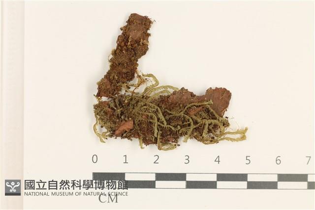 登錄號:B00019715藏品圖，第1張