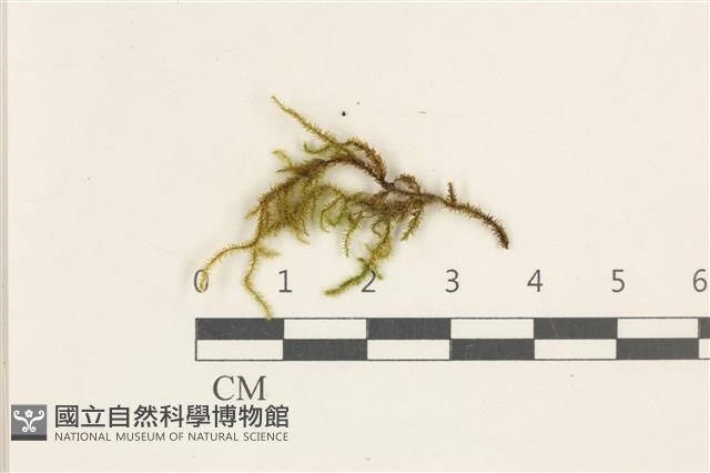 登錄號:B00021715藏品圖，第1張