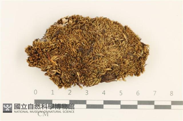 登錄號:B00016695藏品圖，第1張