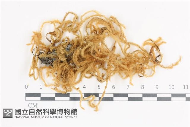 登錄號:B00004695藏品圖，第1張