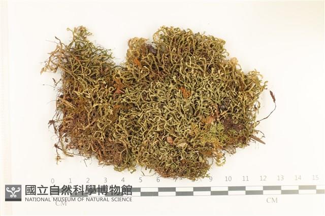 鞭苔,三裂鞭苔藏品圖，第1張