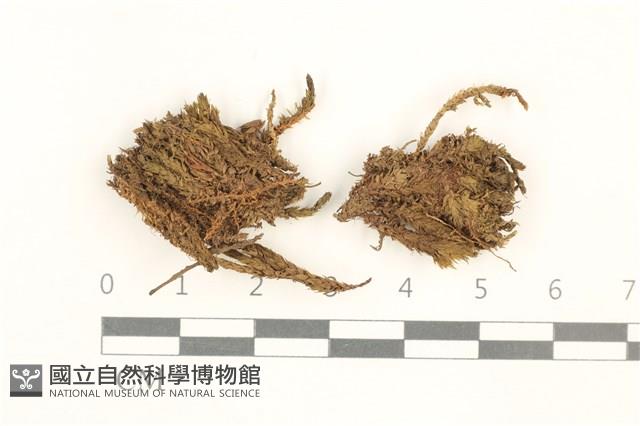 登錄號:B00021695藏品圖，第1張
