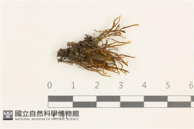 登錄號:B00011695藏品圖，第1張