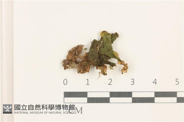 蛇苔藏品圖，第1張